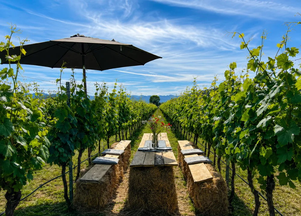 Una giornata in vigna: pranzo, cantina e degustazione