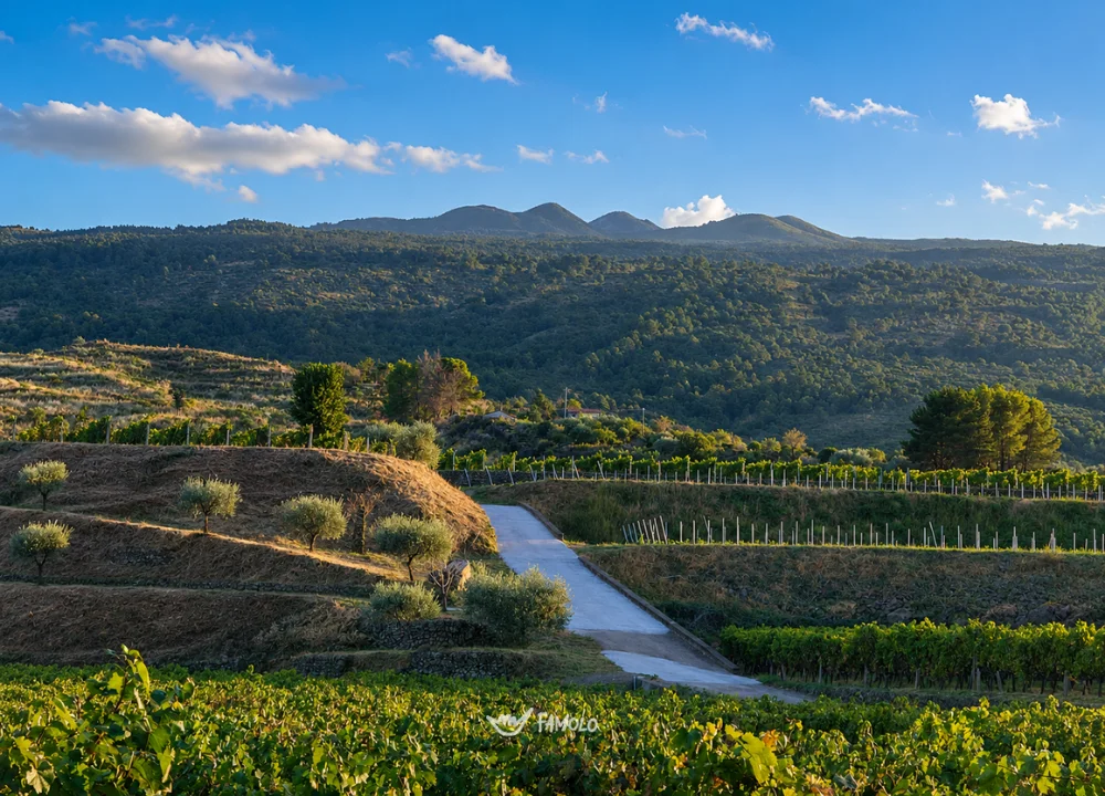 Degustazione Barolo con visita guidata in cantina